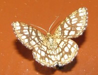 Powszelatek malwowiec